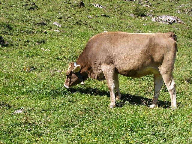 Možné nevýhody a rizika spojená s bezlepkovou dietou