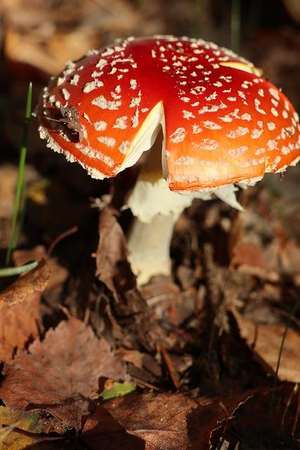 Rizika spojená s konzumací alkoholu pro trpící celiakií