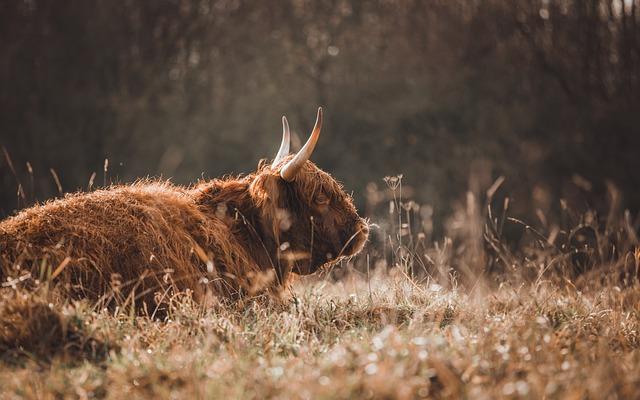 Seitan: Jak lepek ovlivňuje tento vegetariánský hit