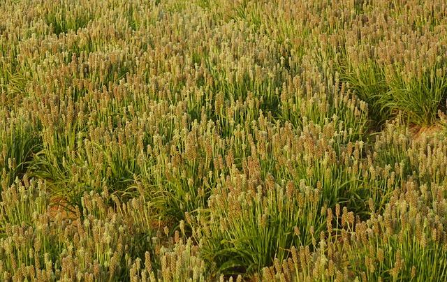 Jak přidat psyllium do knedlíků pro nízký obsah sacharidů