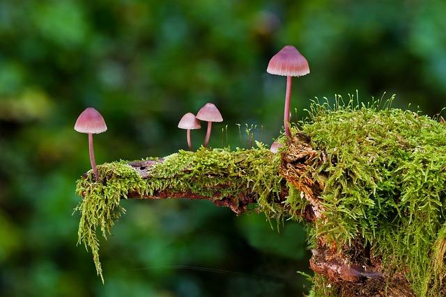 Mýty a fakta ohledně spojení mezi glutamanem sodným a celiakií