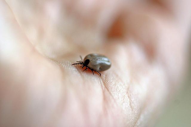 Zdravotní rizika spojená s konzumací lepku