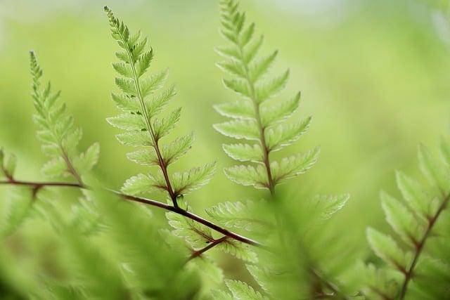 Tipy pro optimální vstřebávání probiotik bez laktózy