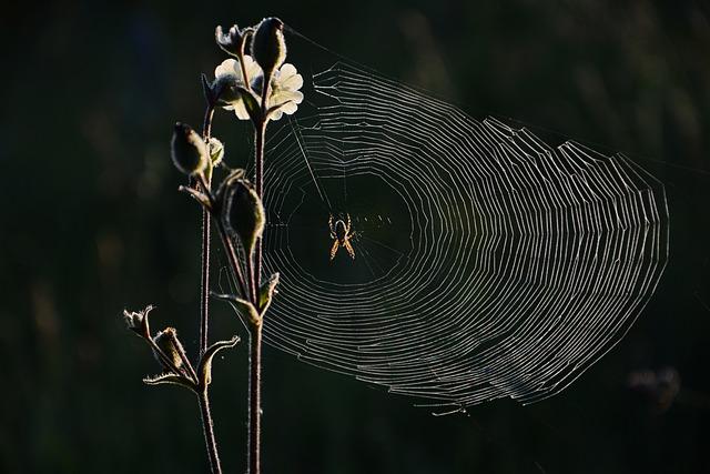 Časté chyby při diagnostice alergie na lepek