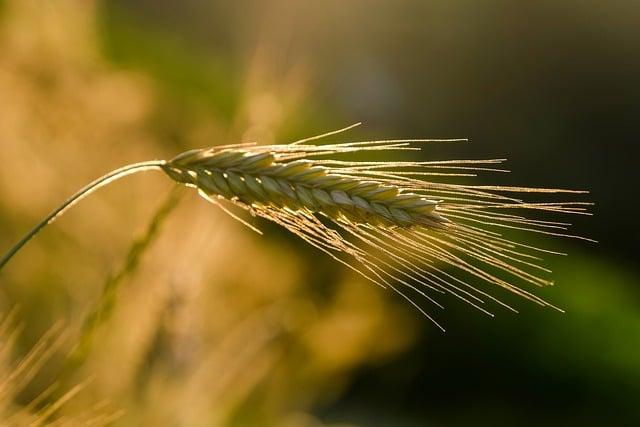 Obiloviny bez lepku pro zdravou stravu