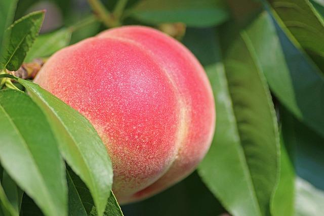 Nezapomeňte si dopřát chvilku odpočinku s lahodným Koskenkorva Peach