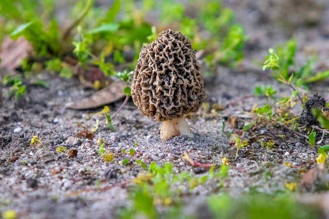 Smrže v gastronomii: jak je začlenit do různých pokrmů