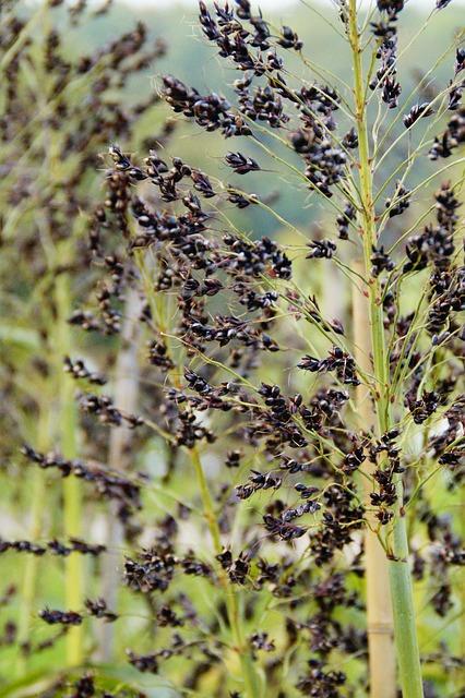 Specifické kroky při diagnostice celiakie: Potřeba eliminace lepku z diety